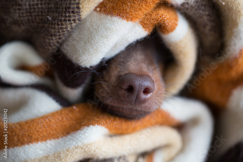 dog's nose from under the blanket. The sleeping © jyliagorbacheva