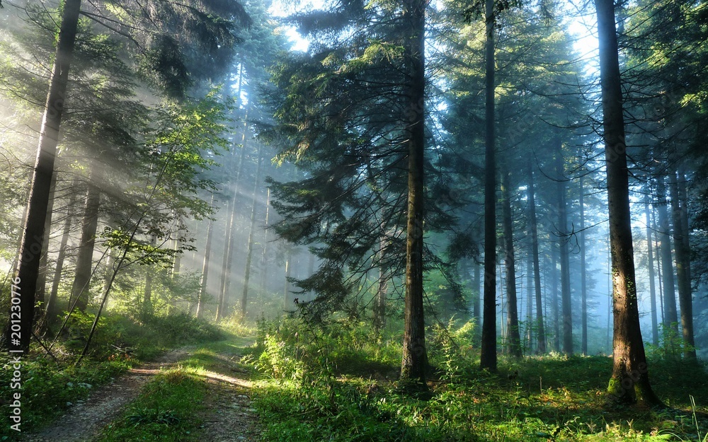 Obraz premium Der Weg durch den Wald
