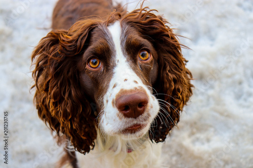 Obraz na płótnie Springer spaniel dog looking inquisitively at the camera with golden brown eyes