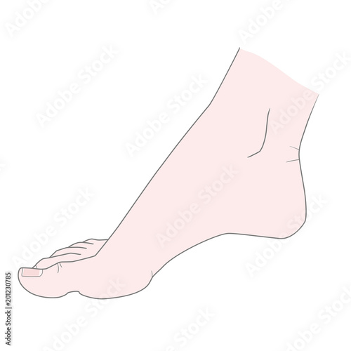Bare foot of the woman's right foot. Vector. Isolated on white background
