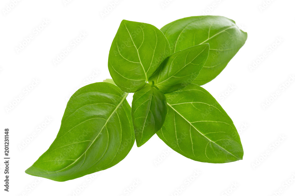 Close up of fresh green basil herb leaves isolated on white background. Sweet Genovese basil Close up of fresh green basil herb leaves isolated on white background. Sweet Genovese basil