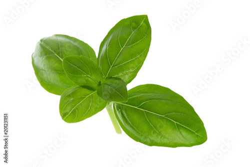 Close up of fresh green basil herb leaves isolated on white background. Sweet Genovese basil