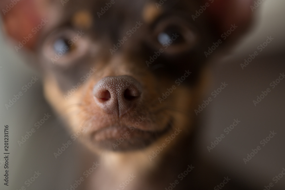 Obraz premium small decorative brown dog the breed Russian toy-Terrier