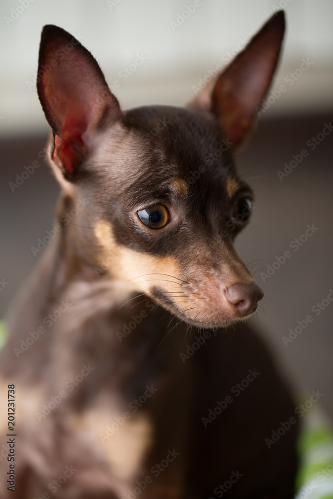 small decorative brown dog the breed Russian toy-Terrier