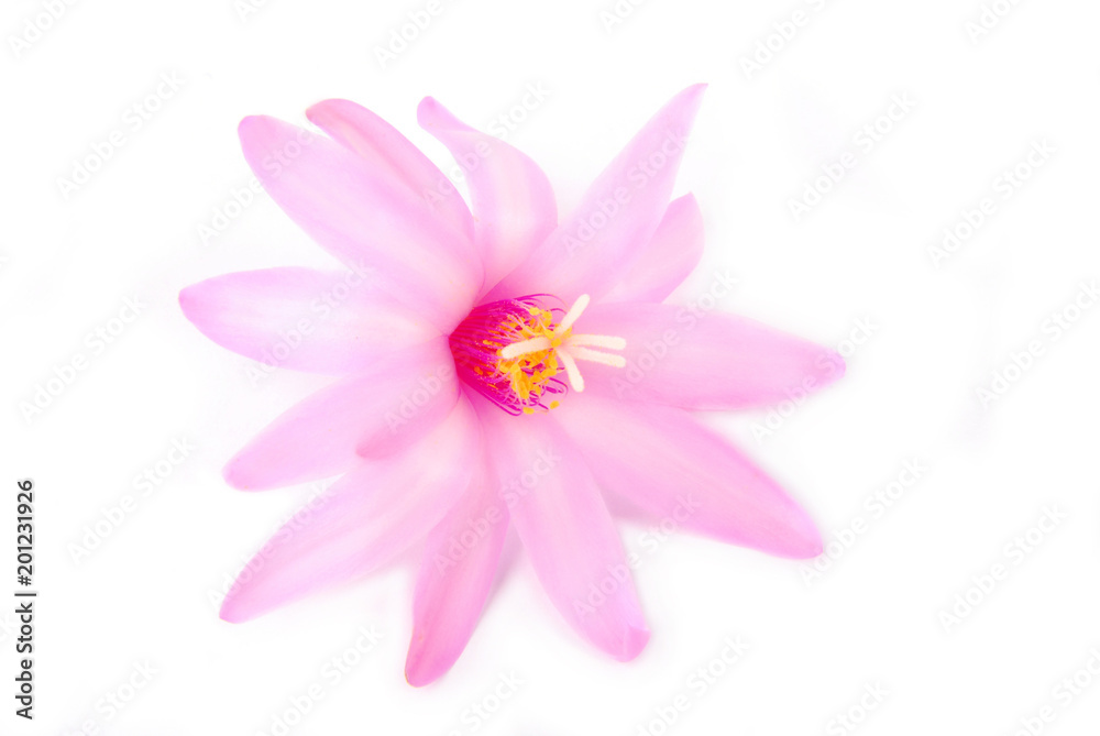 cactus flower pink isolated on white cactus flower pink isolated on white