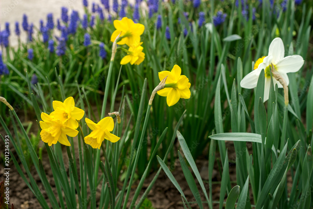 Bright flowering daffodils and a border of muscari in a flower garden. Bright flowering daffodils and a border of muscari in a flower garden.