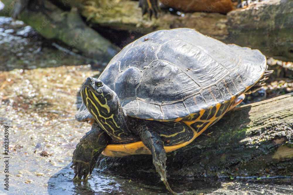 Fototapeta premium Schmuckschildkröte