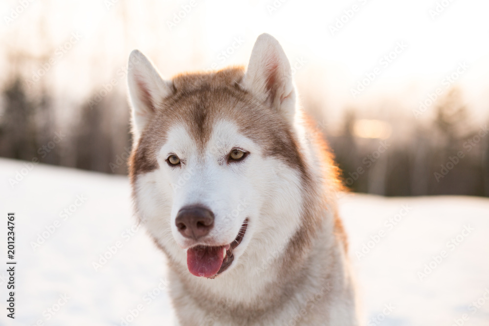 Close-up portrait of free and young dog breed siberian Husky sitting on the snow in winter forest at golden sunset. Image of beautifyl beige and white Husky topdog looks like a wolf