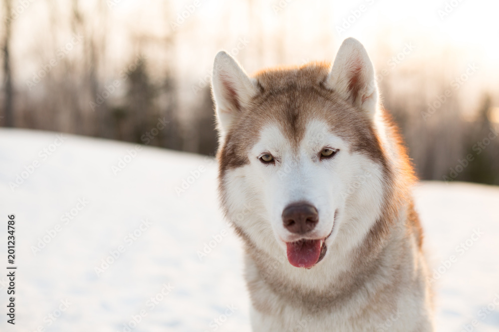 Close-up portrait of serious dog breed siberian Husky sitting on the snow in winter forest at golden sunset. Image of gorgeous beige and white Husky male looks like a wolf