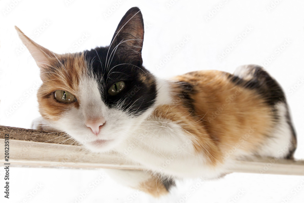 Трехцветная (рыжий, черный, белый цвет) кошка лежит на узкой палке. Белый фон - изолят