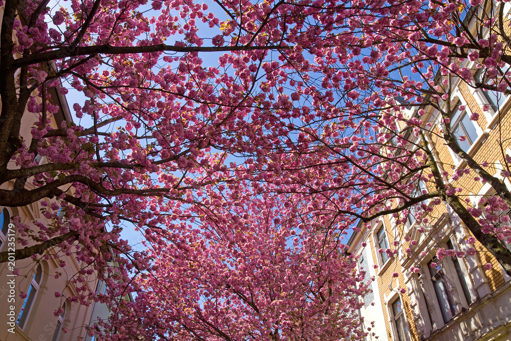 Rosa blühende Blütenkirschen in der Bonner Altstadt Rosa blühende Blütenkirschen in der Bonner Altstadt