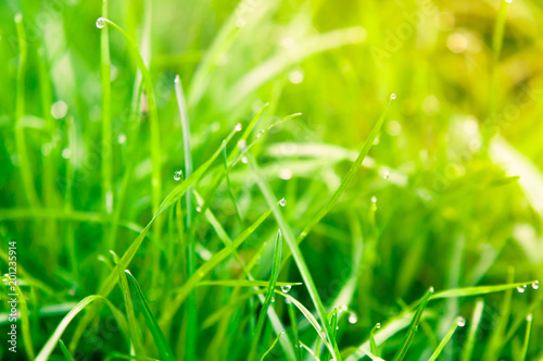 dew drops on green grass, natural background, morning dew