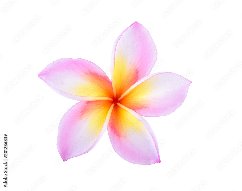 Frangipani (plumeria) isolated on white background Frangipani (plumeria) isolated on white background