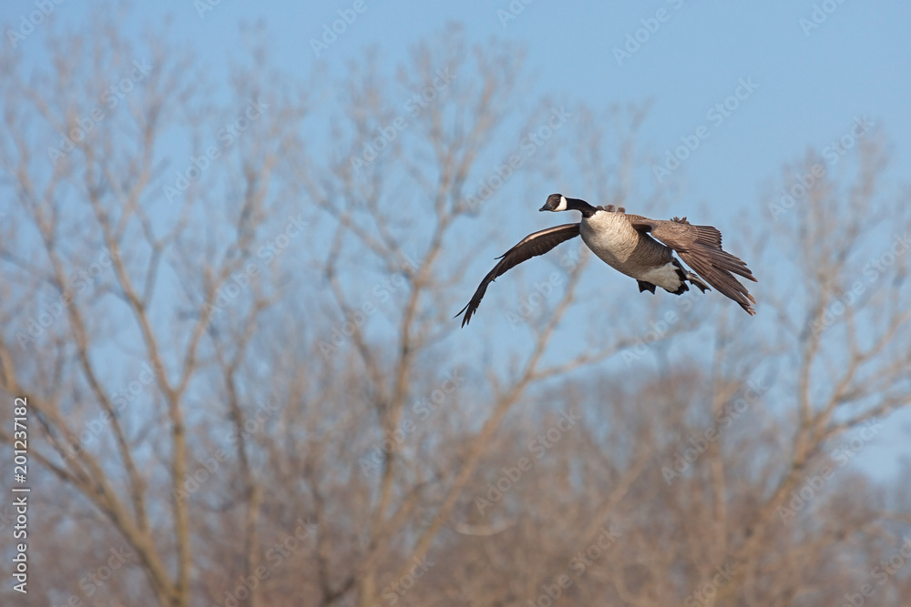 Obraz premium A canada goose glides across the sky