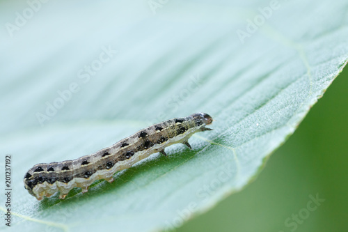 close up of common cutworm on leaves