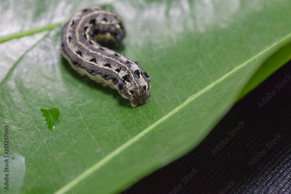 close up of common cutworm on leaves close up of common cutworm on leaves