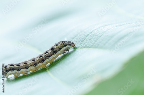 close up of common cutworm on leaves