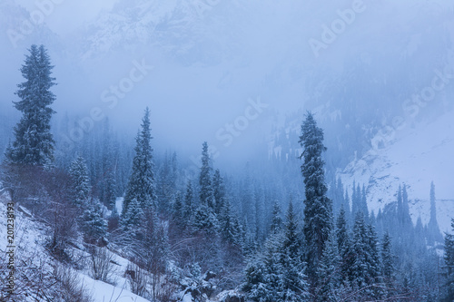 winter fog on a mountainside with spruce trees