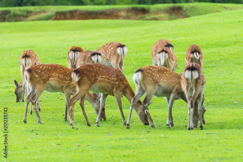 Sika deers roaming and grass grazing at green field on summer in Nara Public Park, Nara, Japan