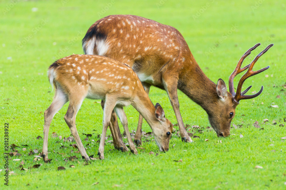 Sika deers roaming and grass grazing at green field on summer in Nara Public Park, Nara, Japan Sika deers roaming and grass grazing at green field on summer in Nara Public Park, Nara, Japan