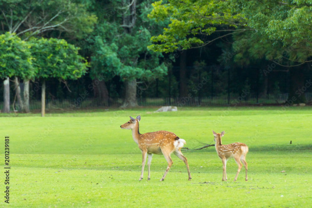 Sika deers roaming and grass grazing at green field on summer in Nara Public Park, Nara, Japan Sika deers roaming and grass grazing at green field on summer in Nara Public Park, Nara, Japan