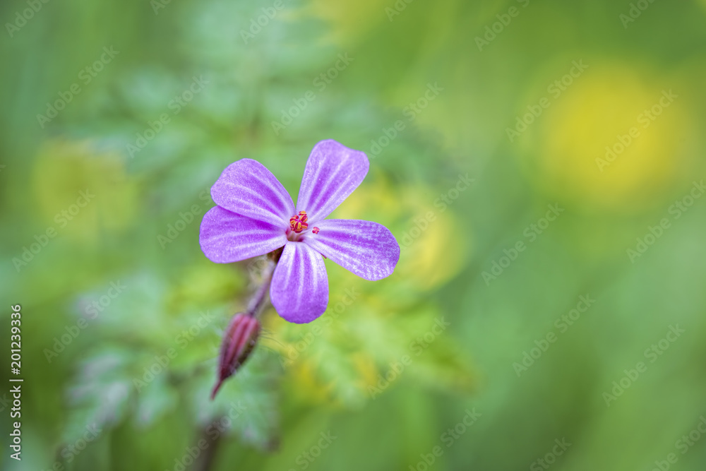 Gros plan d'une fleur sauvage Geranium robertianum Gros plan d'une fleur sauvage Geranium robertianum