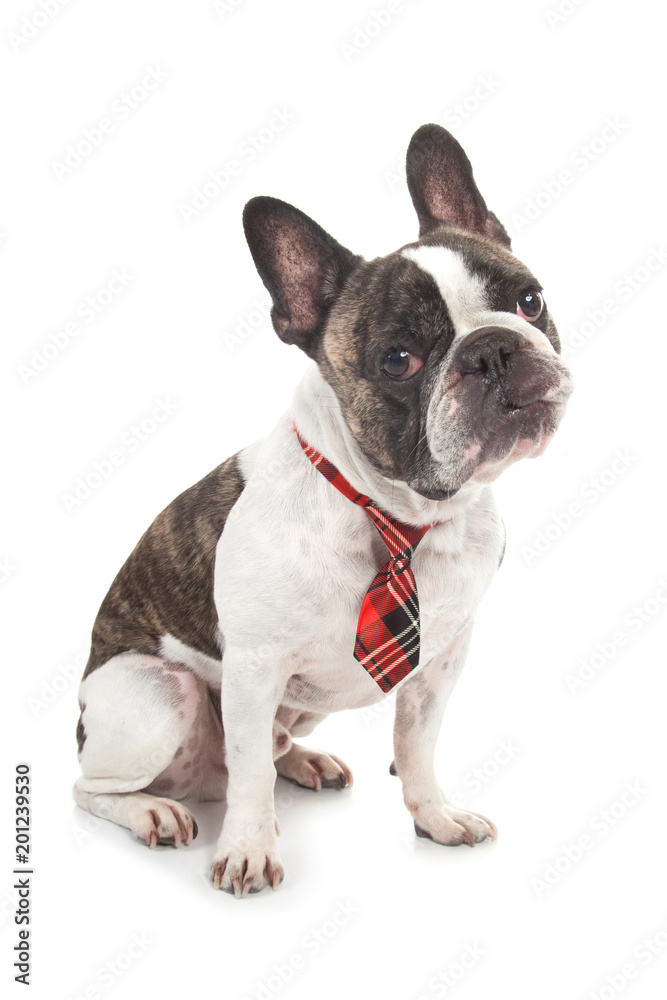cute interrogative french bulldog with red tile tie leaning head isolated on white background
