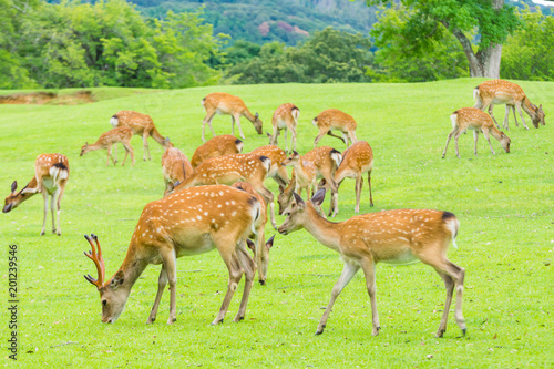 Sika deers roaming and grass grazing at green field on summer in Nara Public Park, Nara, Japan