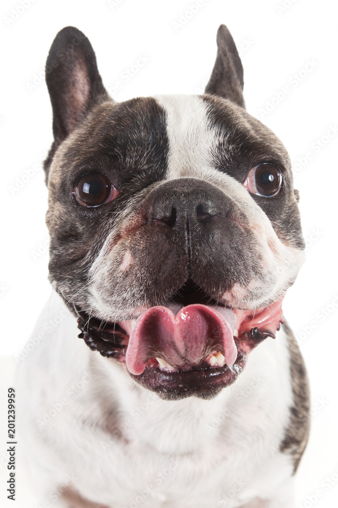 extreme close up french bulldog brow and white dog isolated