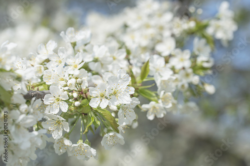 Blooming beautiful snow-white cherry on a spring day close-up, background.