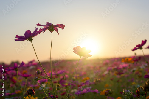  Beautiful cosmos flower in sunset.