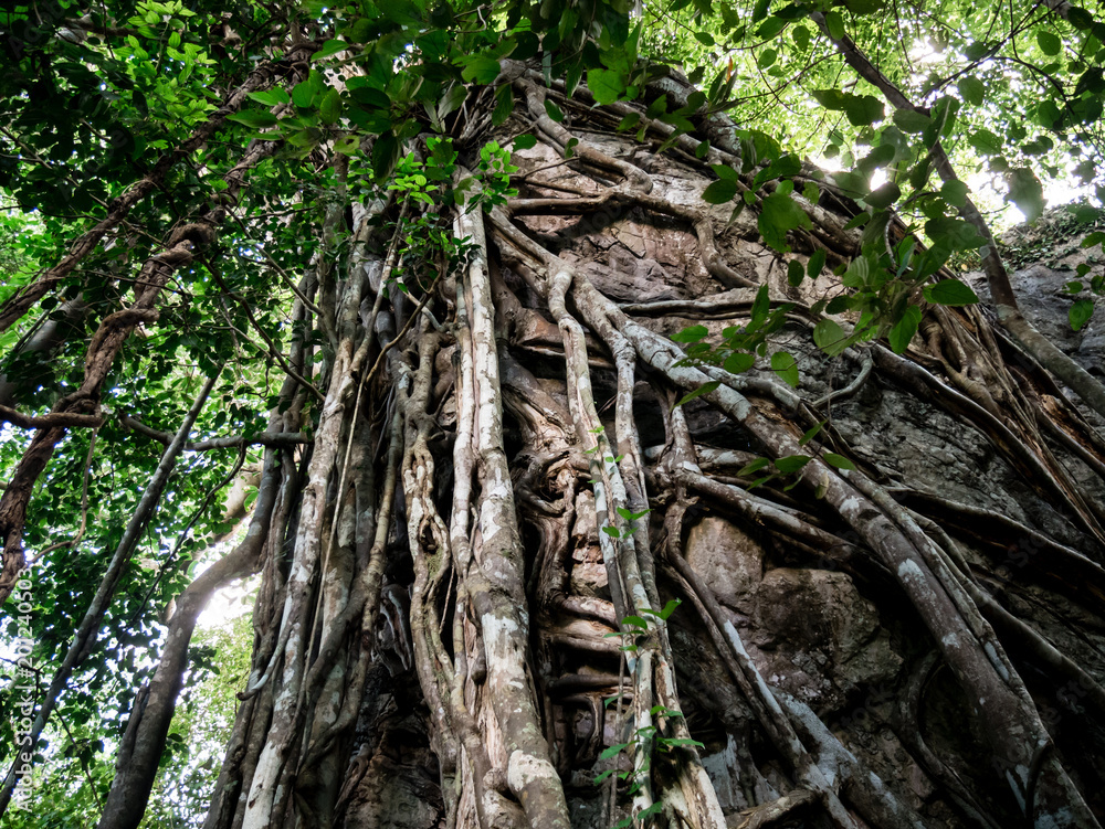 The amazing nature of the trees and giant vine. It takes about 10 or 100 years to grow..Is beautiful The nature of Thailand. The amazing nature of the trees and giant vine. It takes about 10 or 100 years to grow..Is beautiful The nature of Thailand.