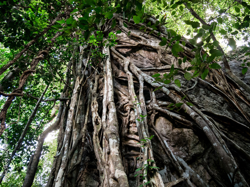 Fototapeta Naklejka Na Ścianę i Meble -  The amazing nature of the trees and giant vine. It takes about 10 or 100 years to grow..Is beautiful The nature of Thailand.