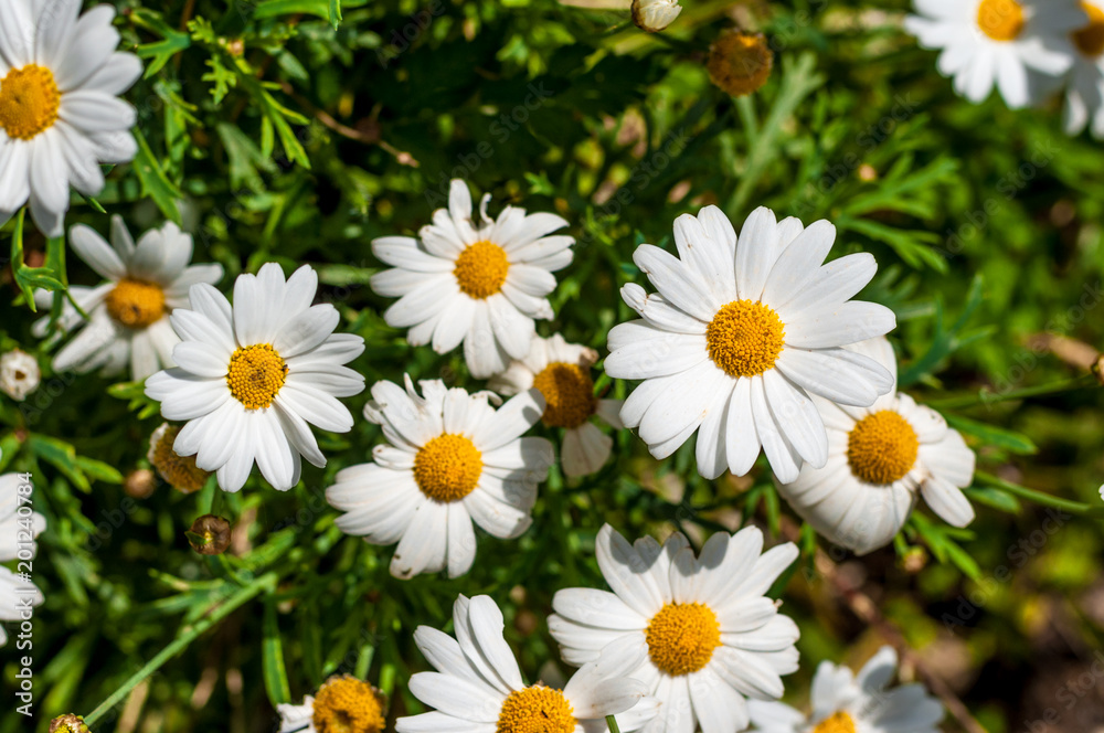 Closeup of daisy flowers in spring
