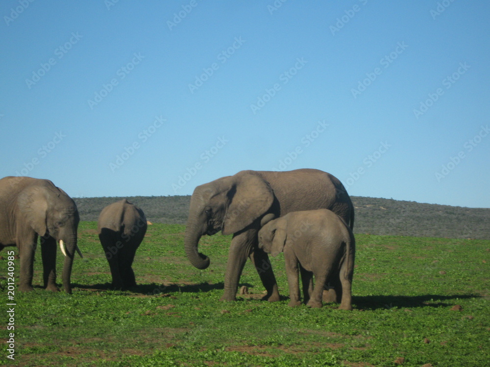 South Africa - Elephants