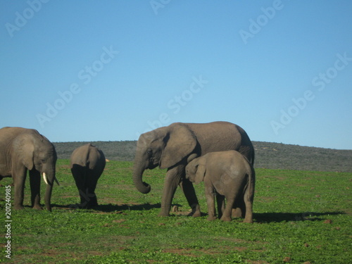 South Africa - Elephants