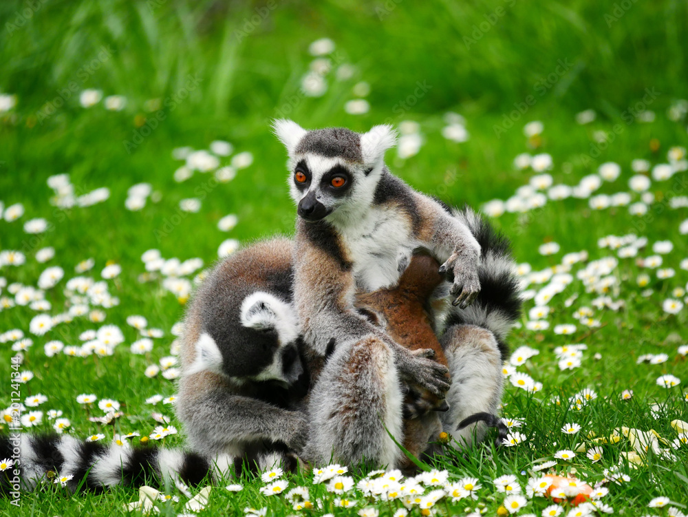 Fototapeta premium Maki Catta