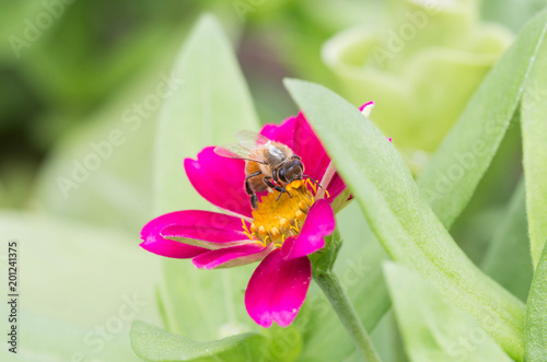 bee