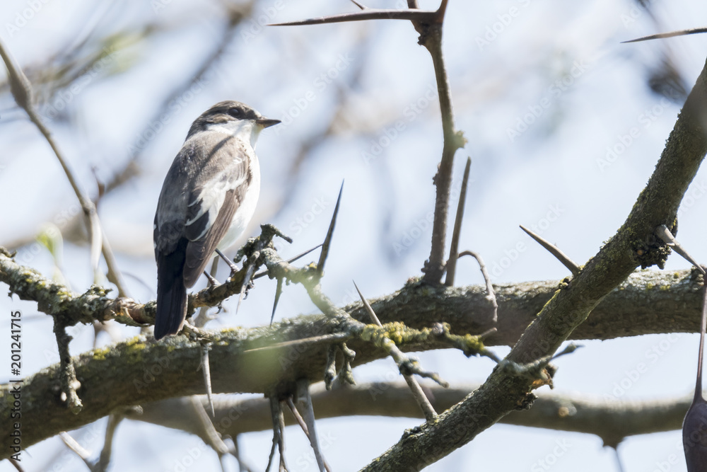 black nurse bird or ficedula hypoleuca on tree black nurse bird or ficedula hypoleuca on tree