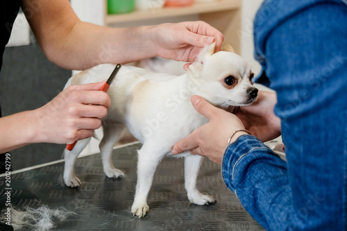 Fototapeta Naklejka Na Ścianę i Meble -  professional care for a chihuahua dog in a grooming salon.
