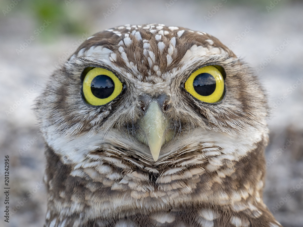 Burrowing Owl Eyes Burrowing Owl Eyes