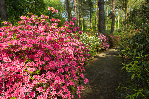 The rhododendron park, Bremen.