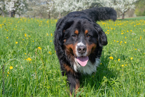 A Bernese mountain dog in spring on his first walk through the spring meadows. 