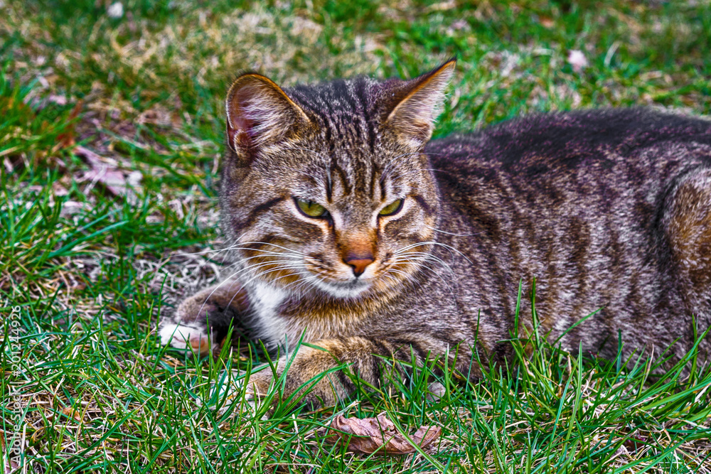 White and gray adult domestic cat sitting in grass and looking to the right side