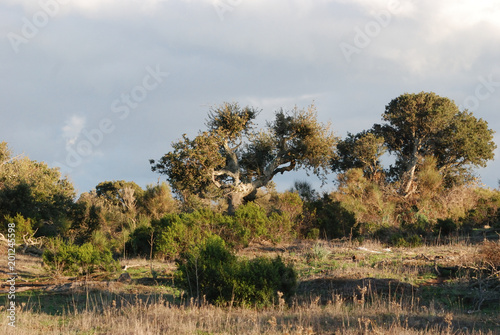 Panorami