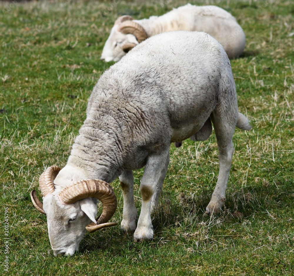 Schafen auf der Ackerfläche. Landwirtschaft. Schafen auf der Ackerfläche. Landwirtschaft.