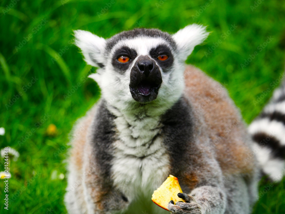 Fototapeta premium Maki Catta