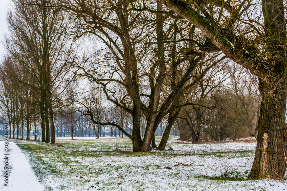 Fototapeta premium Rheinfeld im Winter 5660