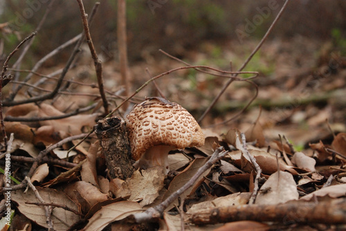 Funghi