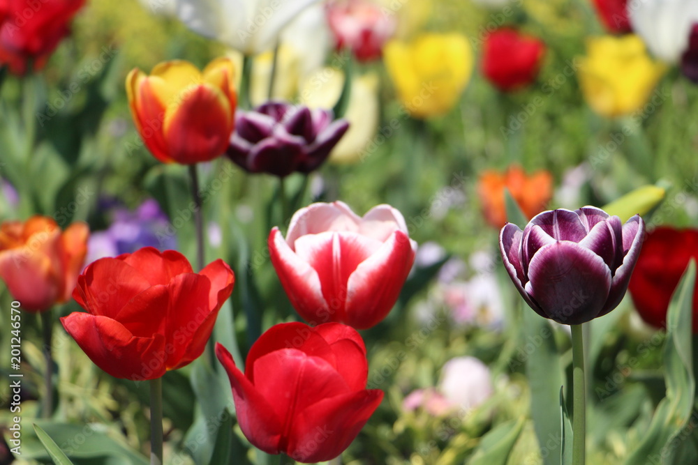 Obraz premium Bunte Tulpen